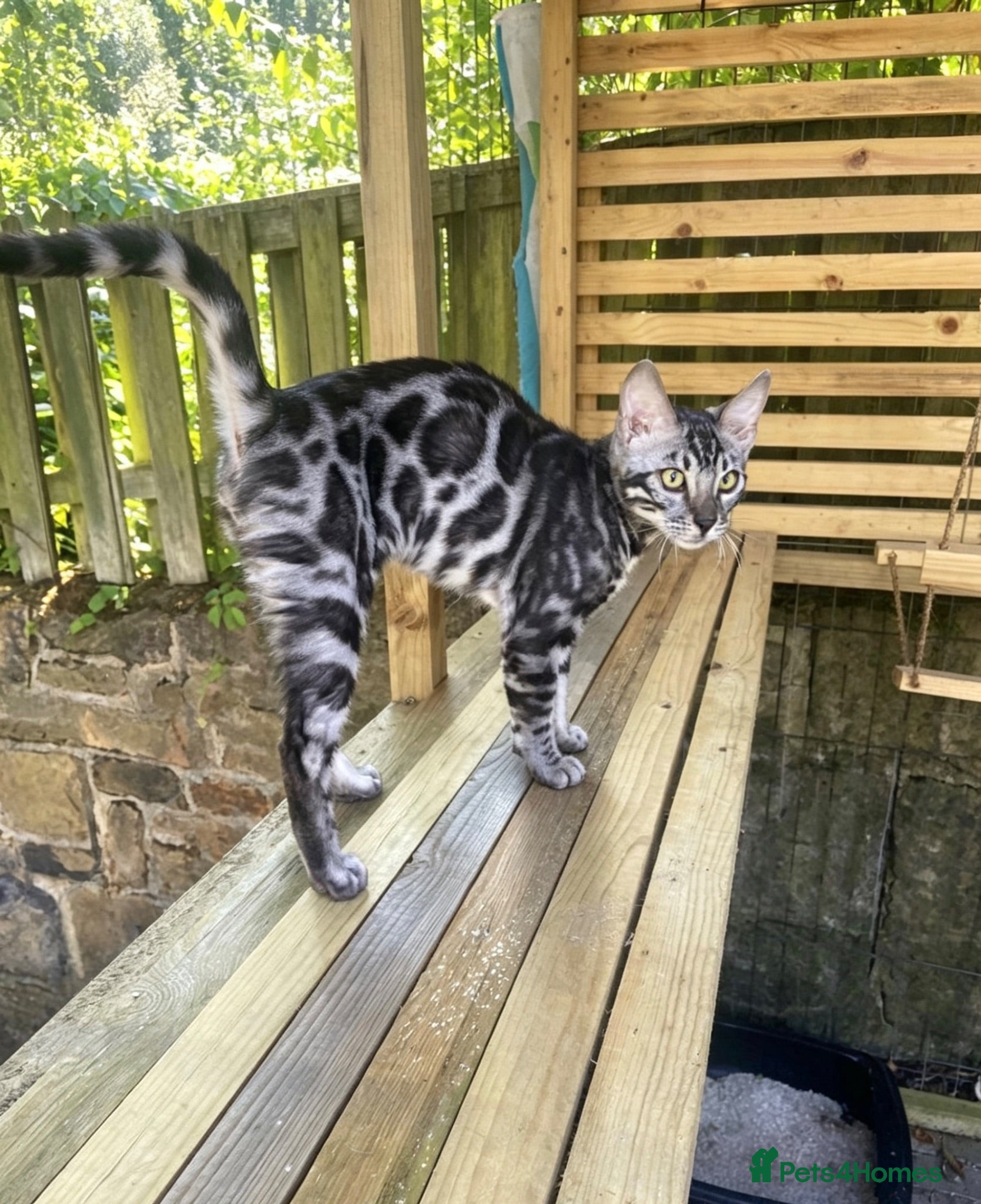 Bengal cats Last stunning TICA registered boy  - Advert 1