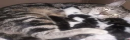 Mixed Breed cats for adoption: Beautiful rescue kittens for adoption - Advert 5