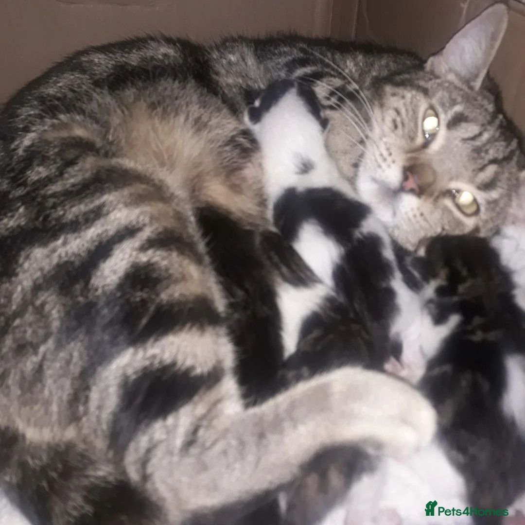 Mixed Breed cats for adoption: Beautiful rescue kittens for adoption - Advert 5