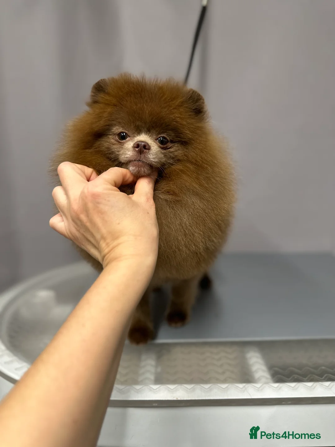 Pomeranian dogs for stud: Lilac and tan carrier tiny boy for stud in Lanark - Advert 10