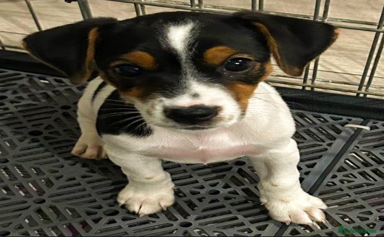 Jack Russell dogs - Advert 1