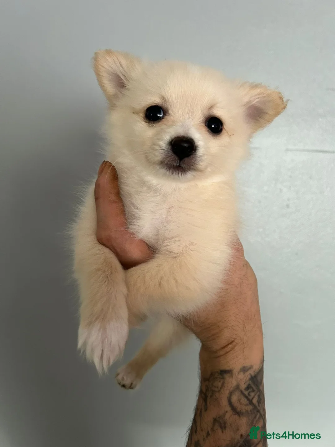 Pomeranian dogs for sale: Beautiful Pomeranian Puppies - Advert 6