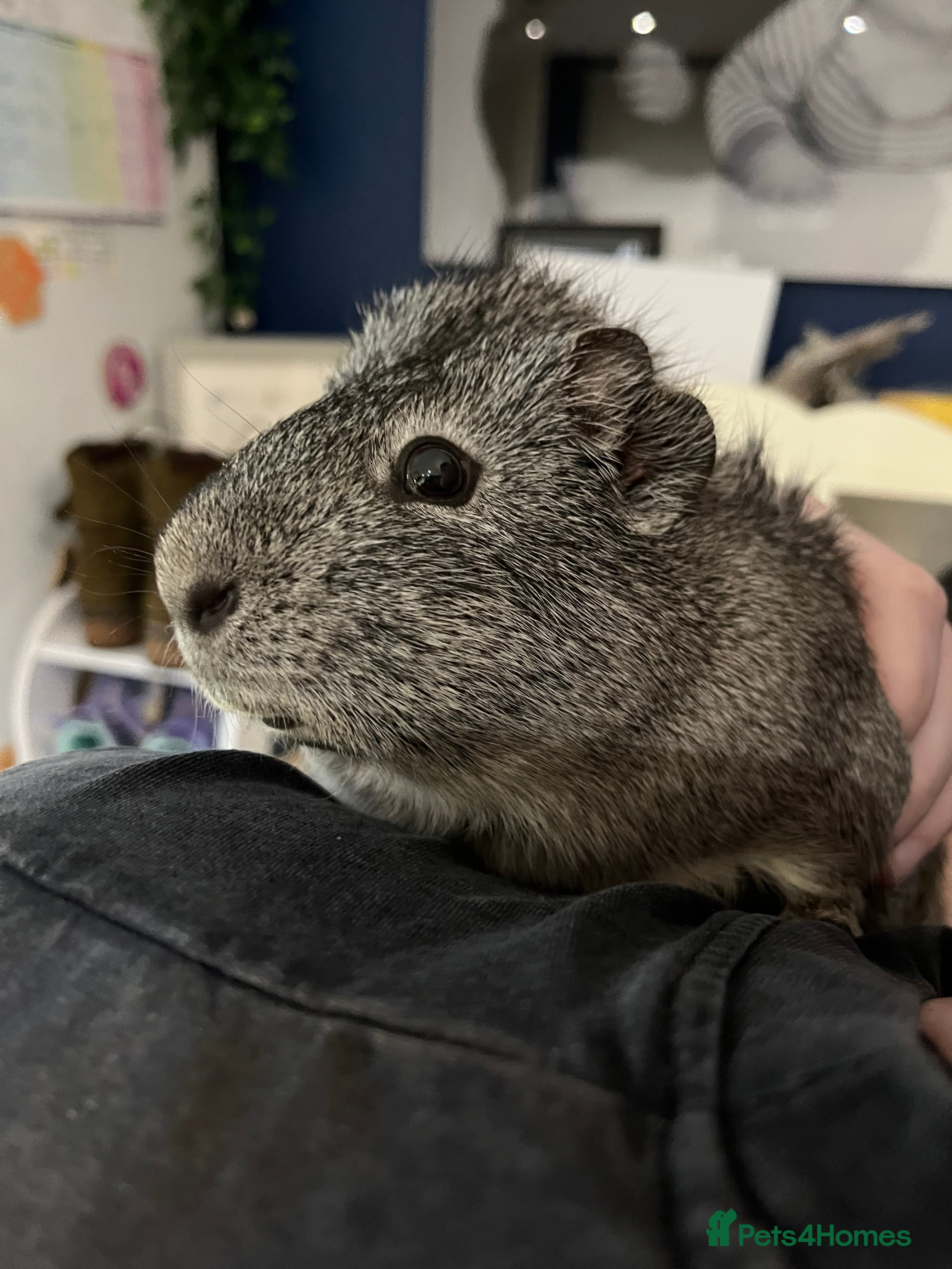 Guinea Pig rodents Solo male guinea pig  in Billingshurst - Advert 3