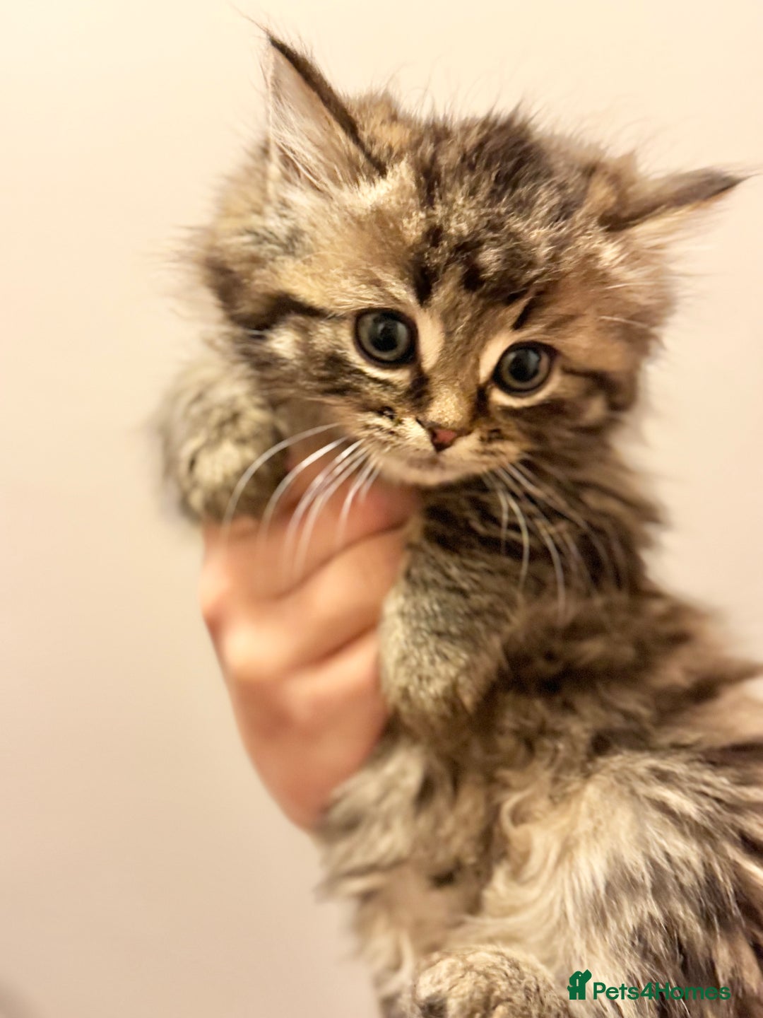 Savannah cats for sale: Stunning Savannah Cross kittens, ready now - Advert 6