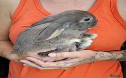 Mini Lop rabbits for sale: Mini lops boys ready to leave  - Image 19