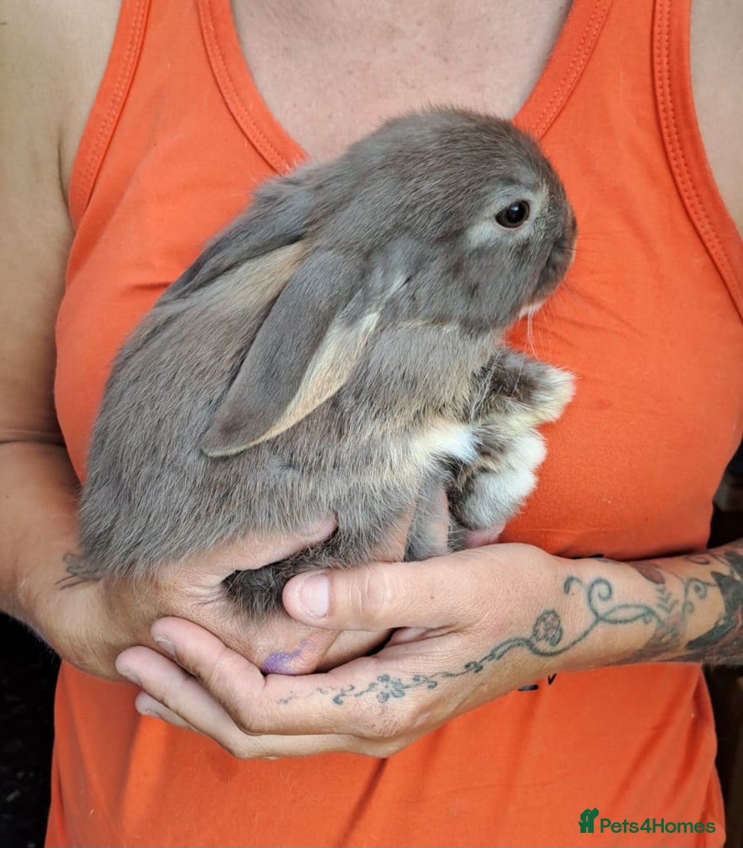 Mini Lop rabbits for sale: Mini lops boys ready to leave  - Image 19