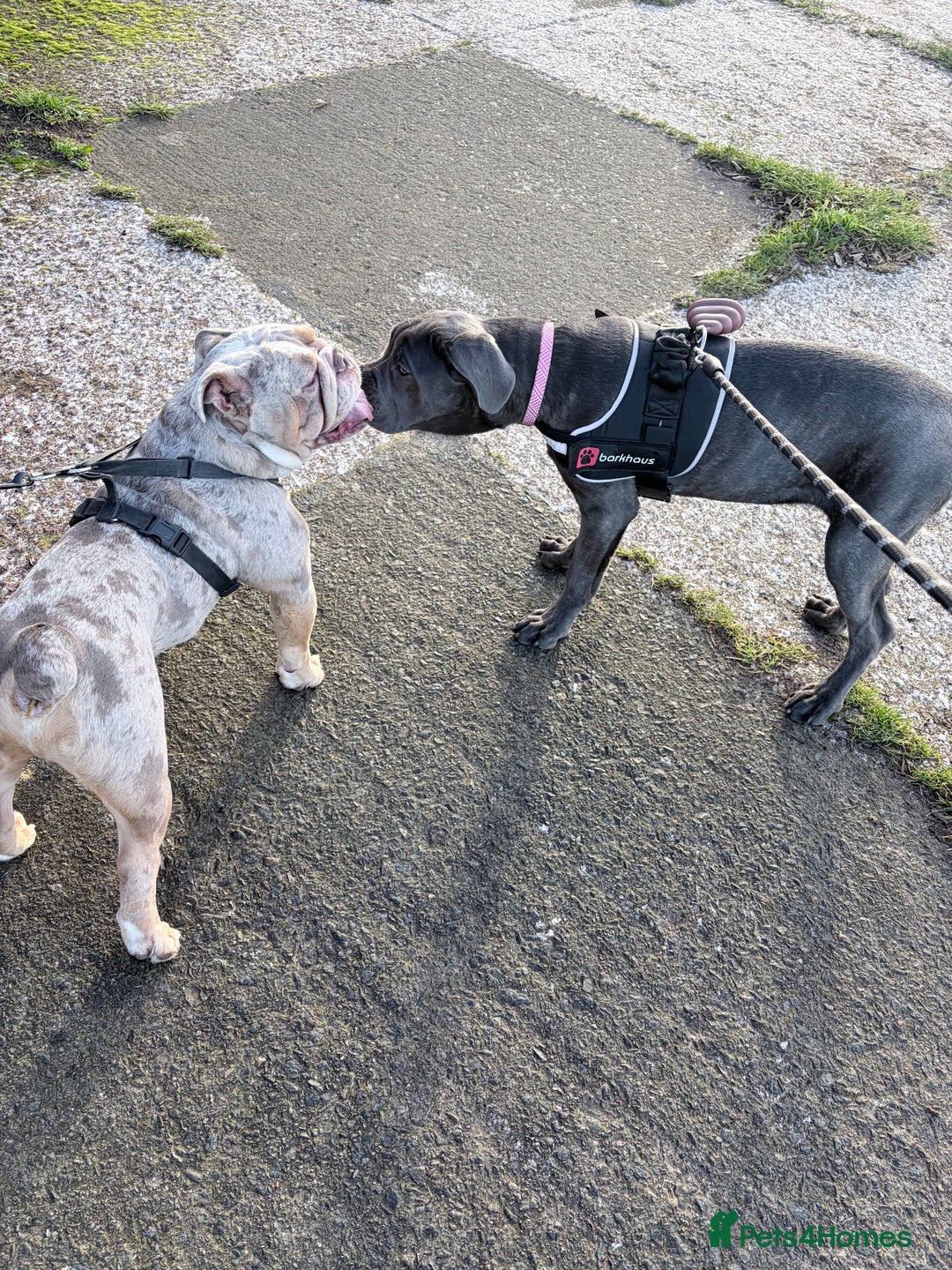 Cane Corso dogs for sale: Beautiful big girl - Advert 4