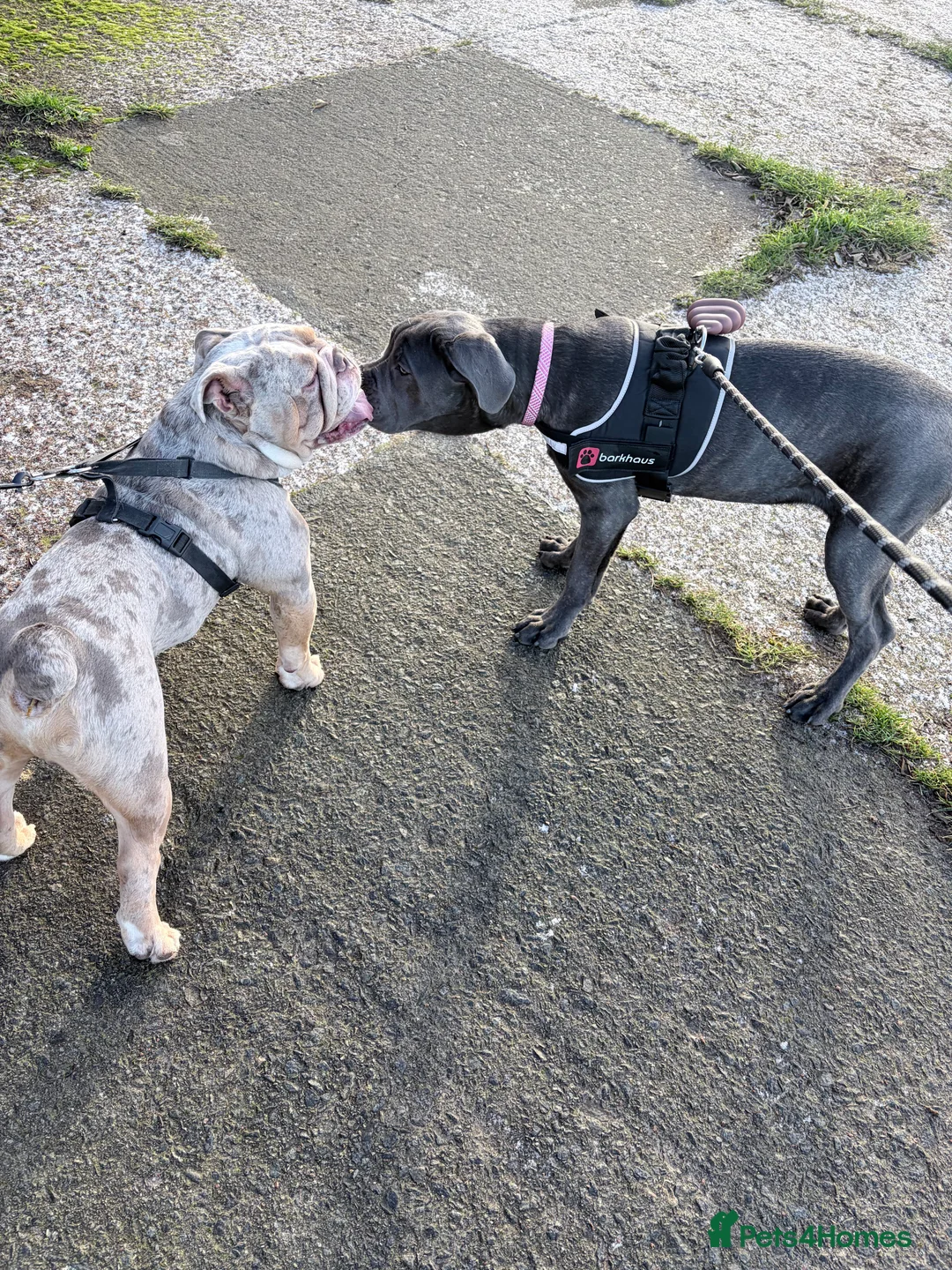 Cane Corso dogs for sale: Beautiful big girl - Advert 4