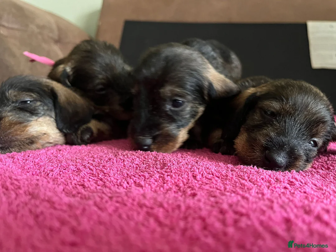 Dachshund dogs for sale: Standard Wire Haired Dachshund Puppies - Advert 2