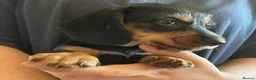 Mixed Breed dogs for sale: Gorgeous cheeky daxi x pups  - Advert 6