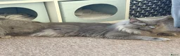 Maine Coon cats for stud: Proven Stud - Champion Lines - Blue Smoke - Advert 5