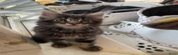Maine Coon cats for sale: Maine coon kittens for sale - Advert 1