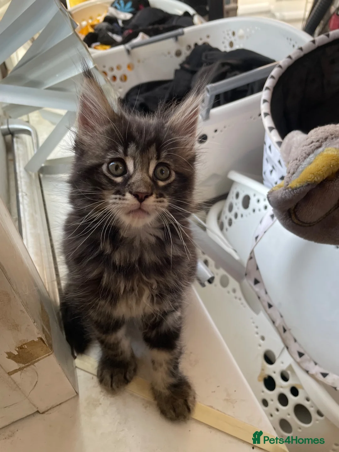 Maine Coon cats for sale: Maine coon kittens for sale - Advert 1