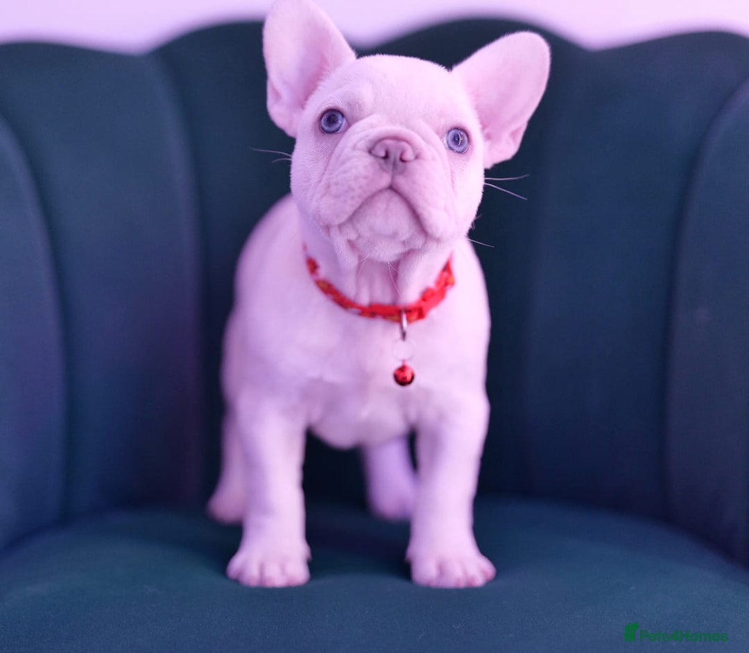 French Bulldog dogs for sale: KC French Bulldog Ready Now ! - Image 3