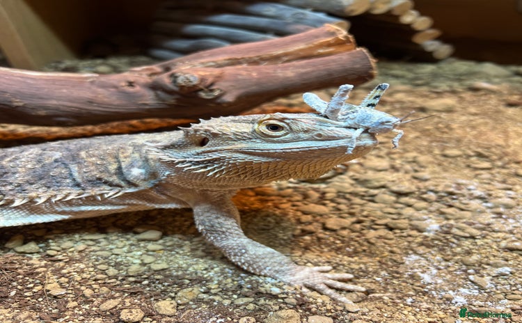 Bearded Dragon reptiles - Advert 13
