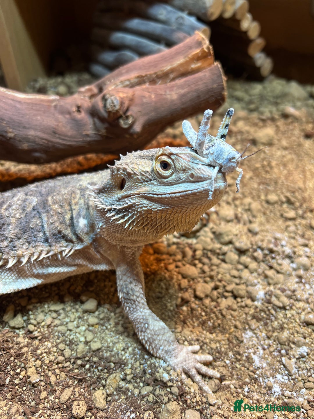 Bearded Dragon reptiles for sale: Bearded dragon and large enclosure with lighting - Image 1