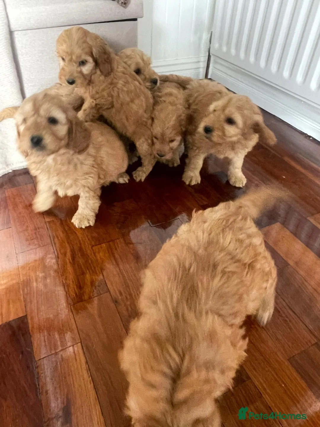 Cockapoo dogs for sale: F1 Cockapoos  - Advert 2
