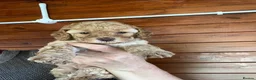 Cockapoo dogs for sale: Stunning Cockapoo Puppies - Advert 17