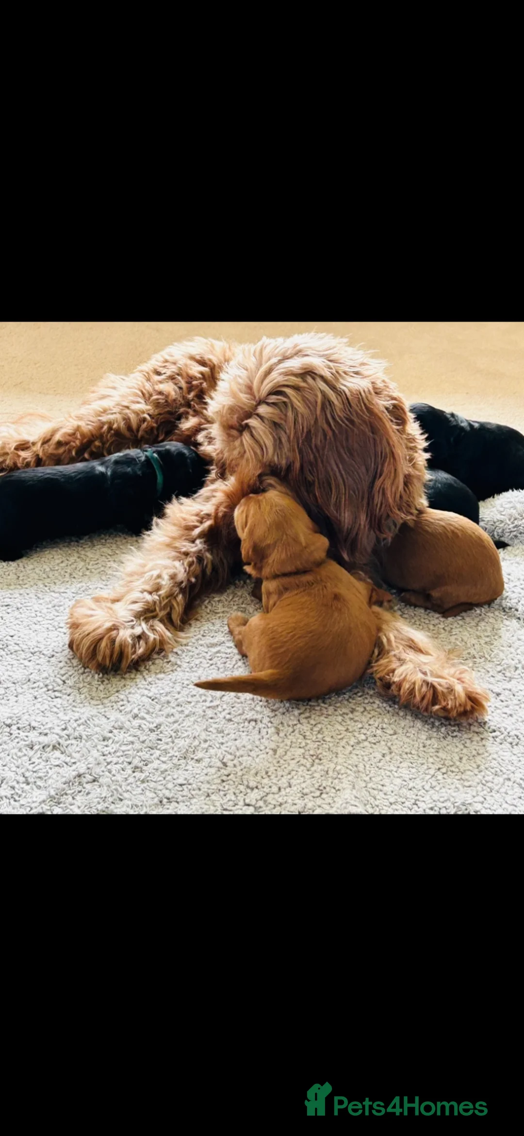 Australian Labradoodle dogs for sale: Multigenerational Australian Labradoodle puppies  - Advert 24