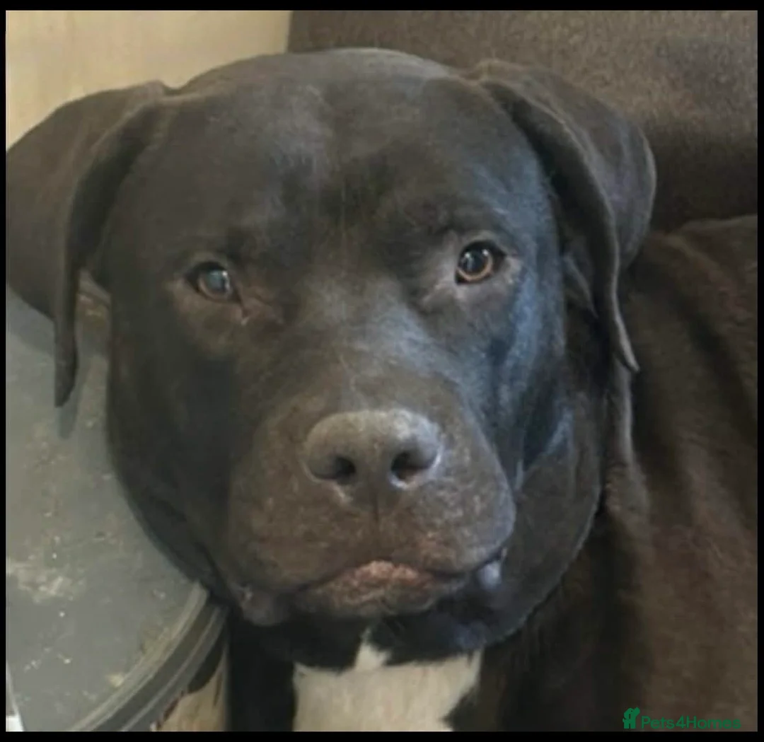 Mixed Breed dogs for sale: Staffy for rehoming  - Advert 1