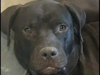 Mixed Breed dogs Staffy for rehoming - Advert 1