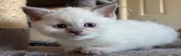 Scottish Fold cats for sale: Scottish fold and strait kittens - Advert 17
