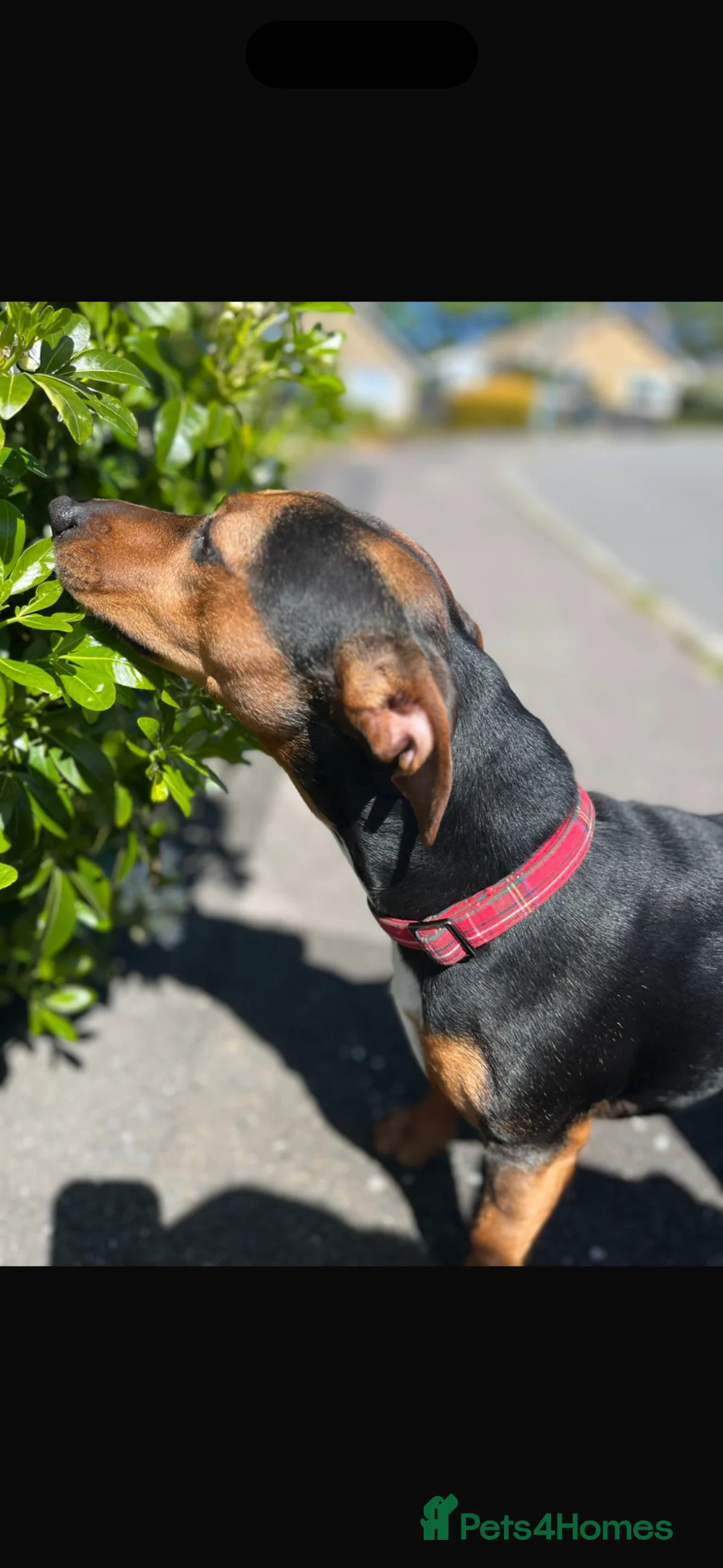 Jackshund dogs for sale: Jack Russell x dachshund  - Advert 4