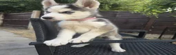 Siberian Husky dogs for sale: lovely pure breed husky puppies, ready to go in London - Advert 5