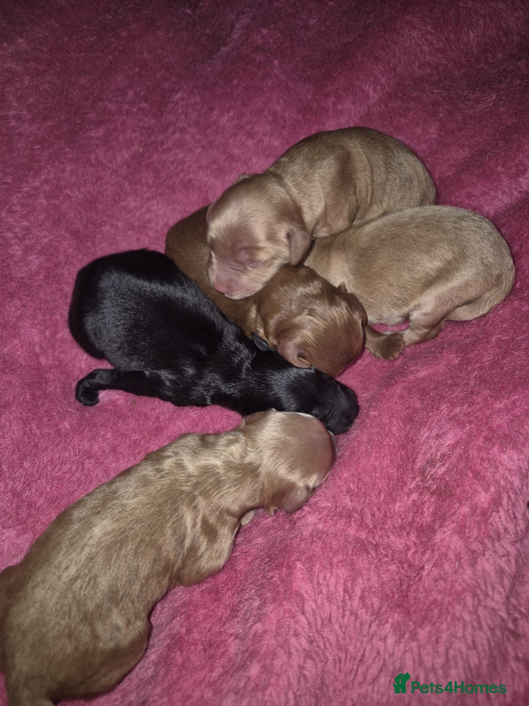 Cockapoo dogs for sale: F1 Cockapoo - Image 5