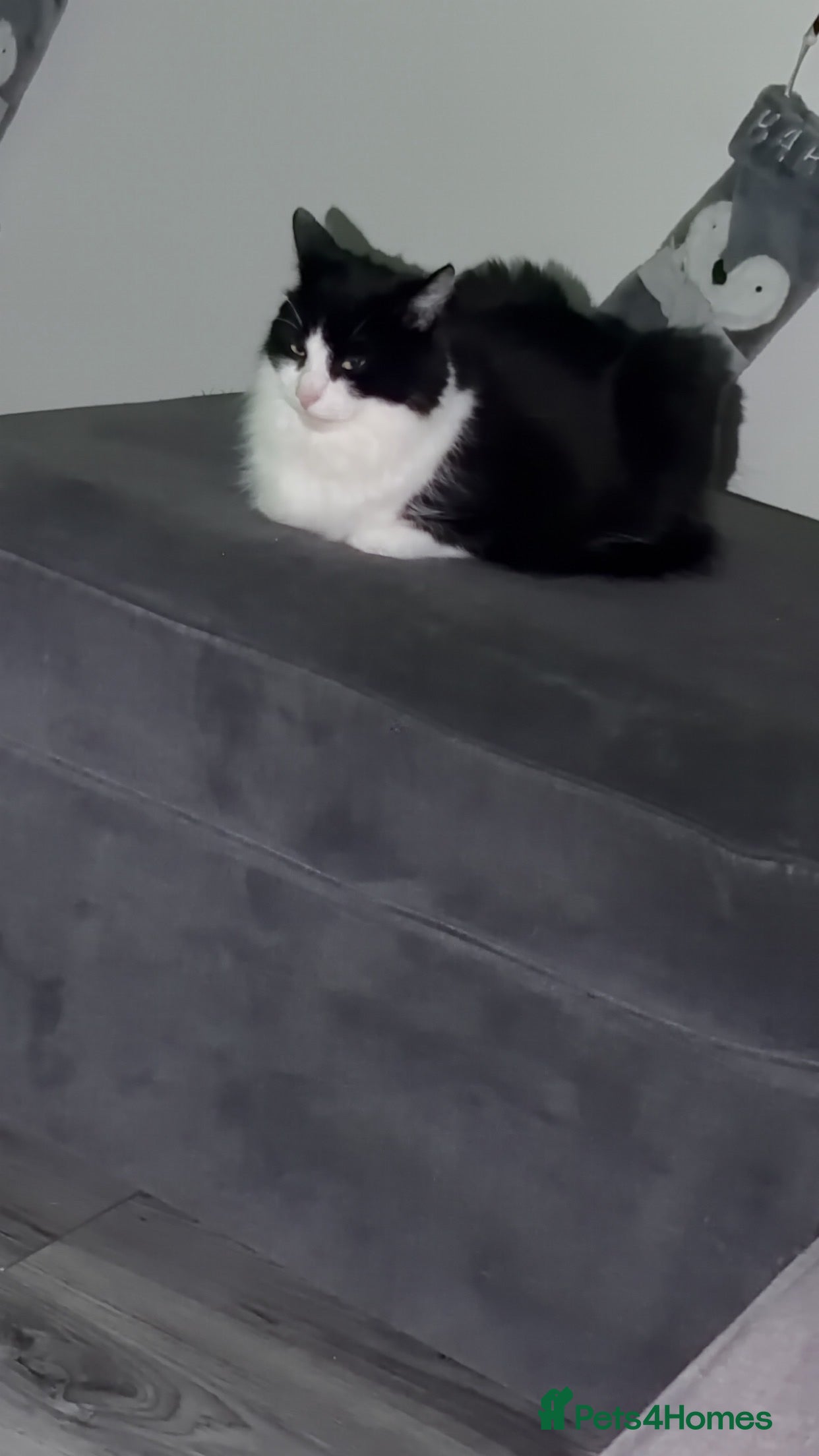 Mixed Breed cats Make castrated cat - Advert 2