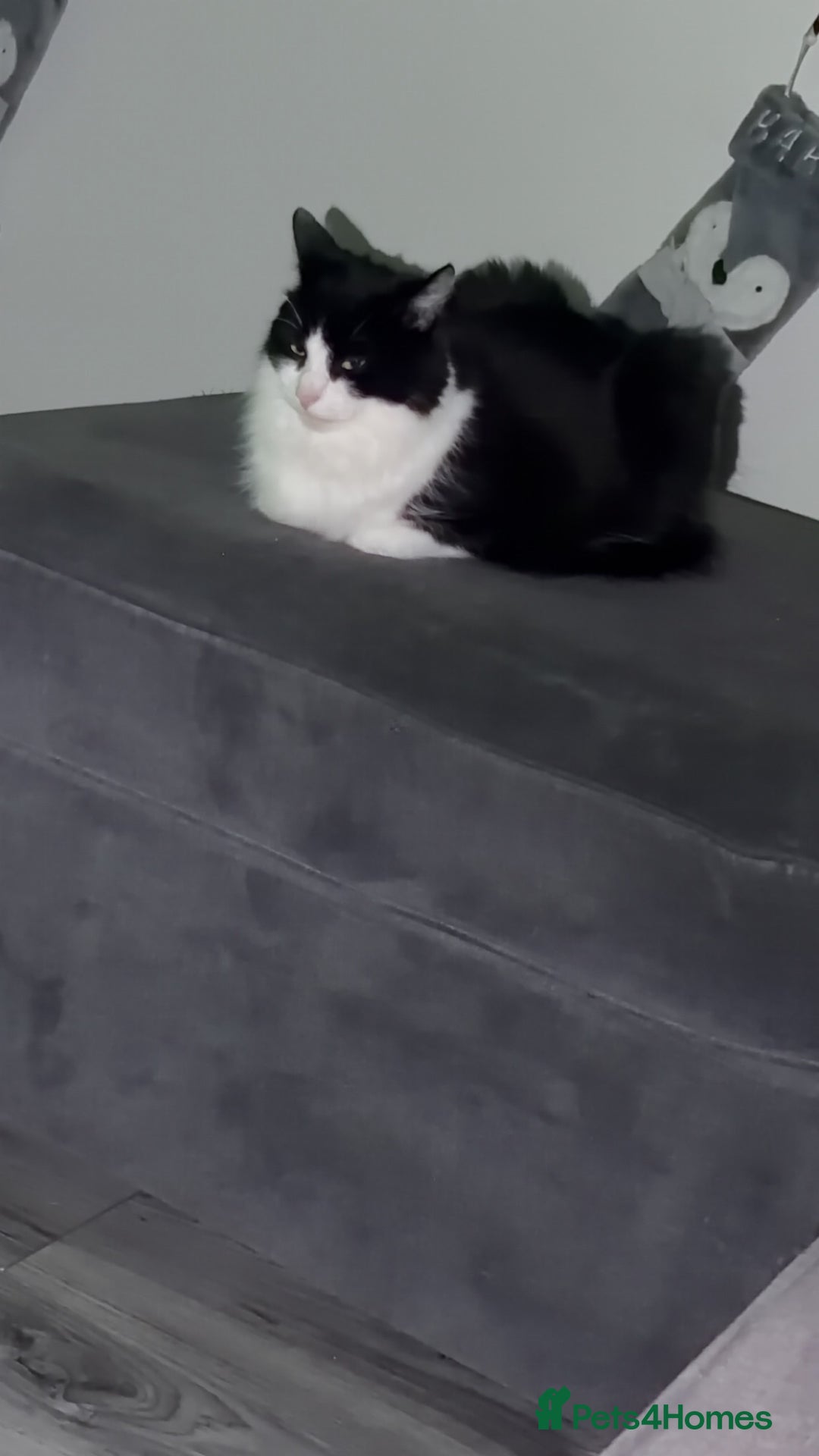 Mixed Breed cats for sale: Make castrated cat - Advert 1