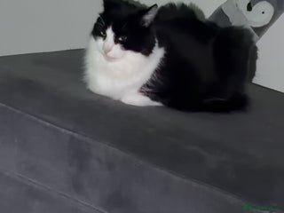 Mixed Breed cats Make castrated cat - Advert 2