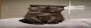Kitten 2