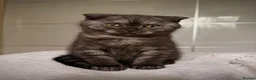 Scottish Fold cats for sale: Adorable Scottish Fold🐾 - Advert 4