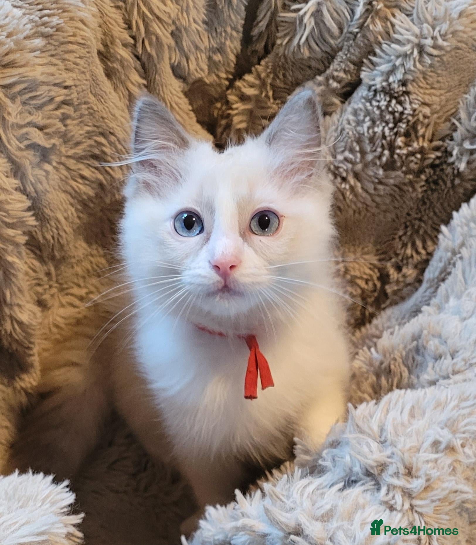 Ragdoll cats for sale: Chaampion bloodline - GCCF Registered Ragdoll Boys - Advert 3