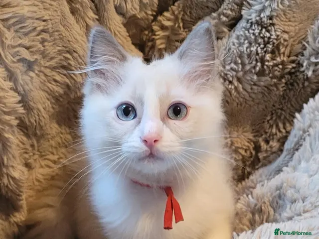 Ragdoll cats for sale: Chaampion bloodline - GCCF Registered Ragdoll Boys - Advert 3