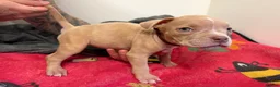 American Bully dogs for sale: American pocket bully puppies for sale 🐾 - Advert 30