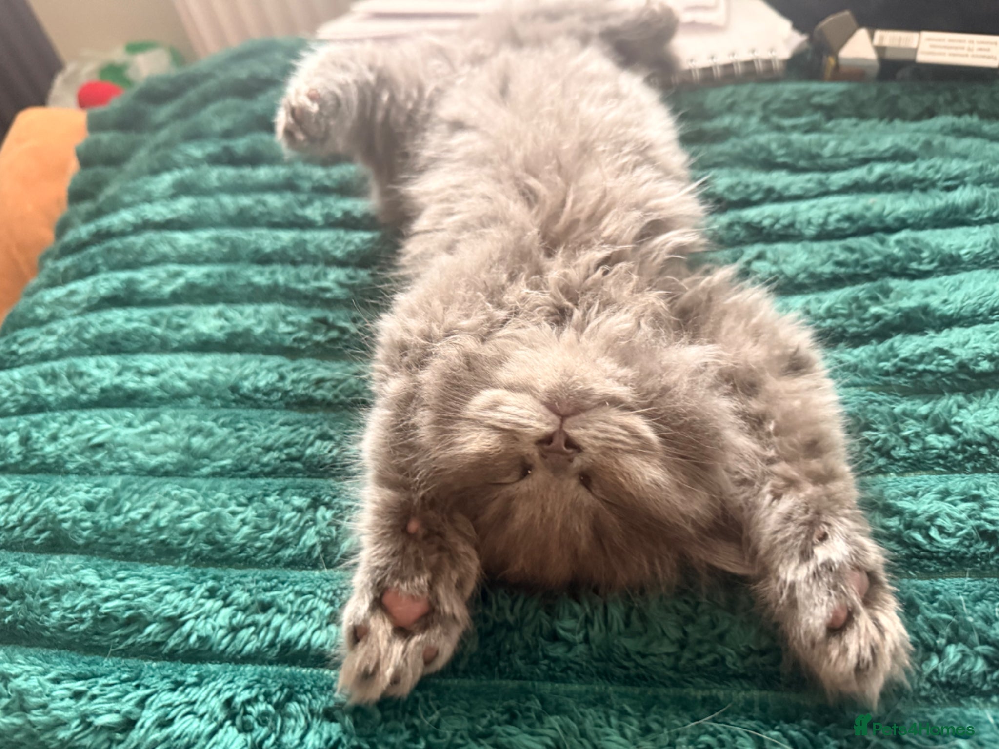 British Longhair cats British longhair (last boy left ) reduced price - Advert 1