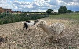 Alpaca livestock for sale: Herd of mixed Alpacs - Image 5