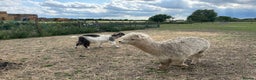 Alpaca livestock for sale: Herd of mixed Alpacs - Advert 5