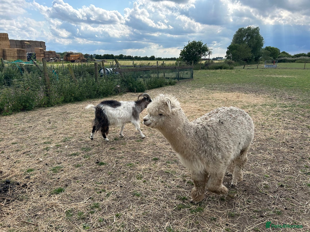 Alpaca livestock for sale: Herd of mixed Alpacs - Image 5