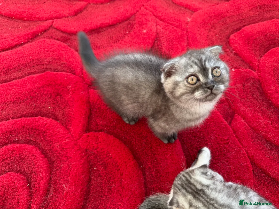 Scottish Fold cats for sale: Scottish fold , British shorthair  - Advert 4