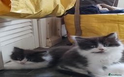 Mixed Breed cats for sale: 3 kittens for sale - Image 2