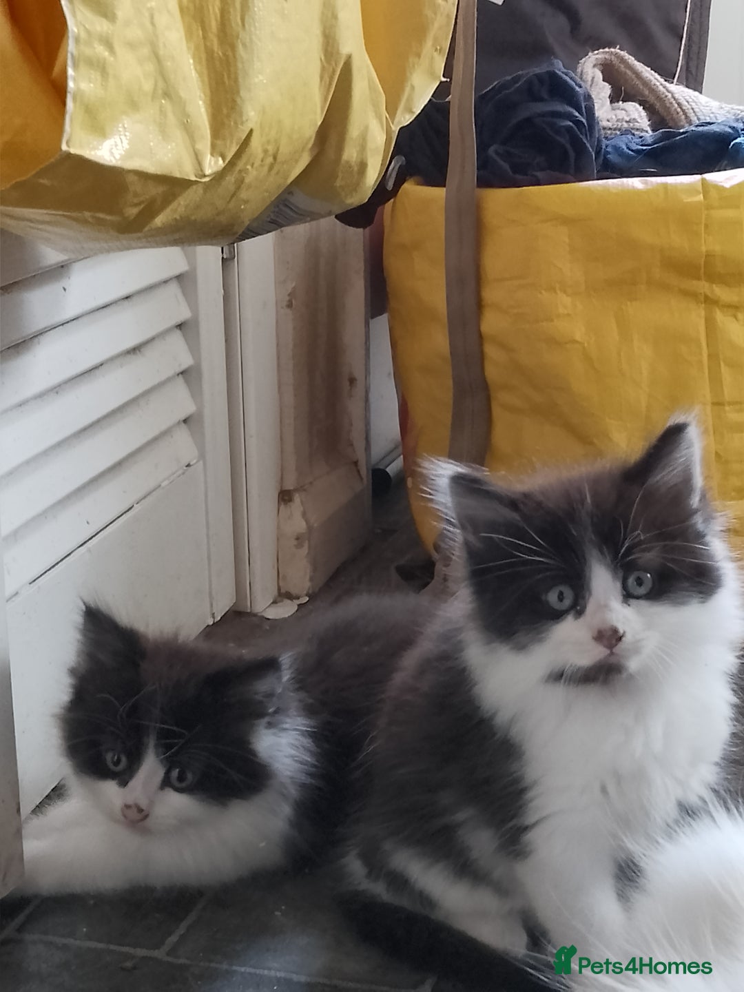 Mixed Breed cats for sale: 3 kittens for sale - Image 2