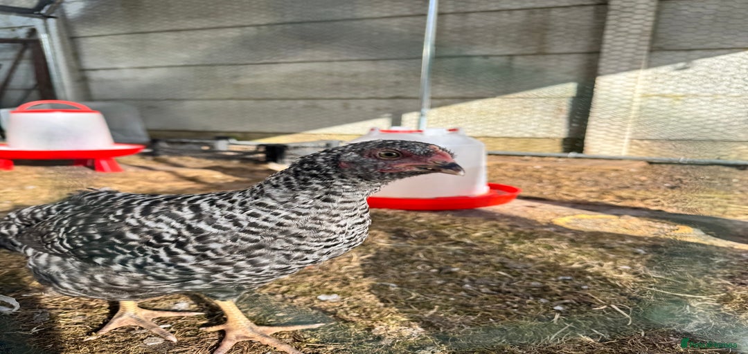 Gallery Image {{count}}