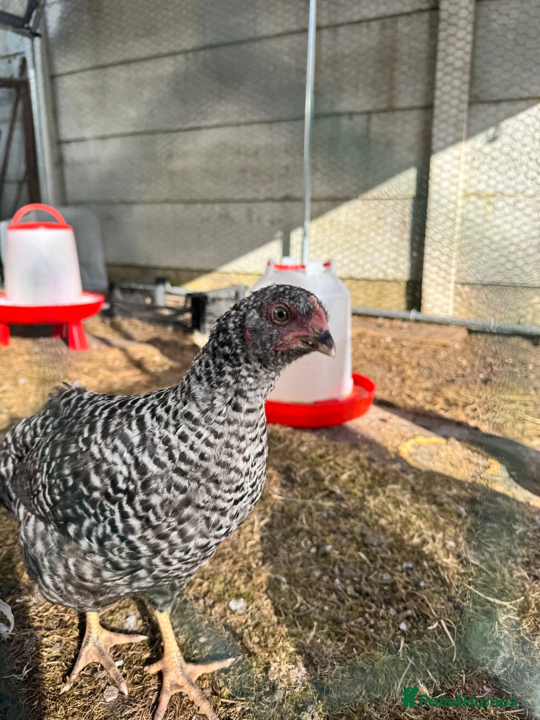 Gallery Image {{count}}