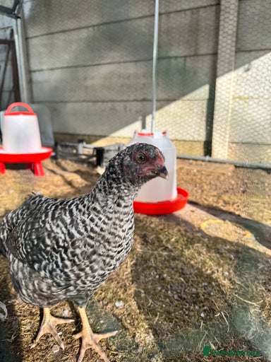 Gallery Image {{count}}