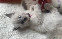 Ragdoll cats for sale: Gorgeous Ragdoll Kittens - Image 24
