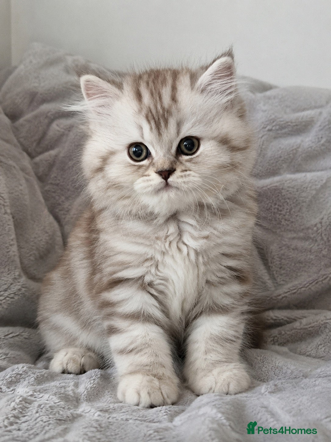 Persian cats for sale: Persian Kitten  - Advert 3