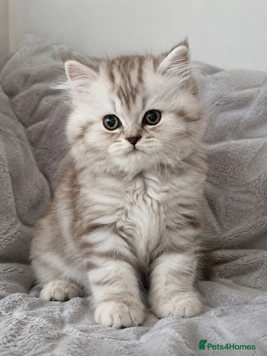 Persian cats for sale: Persian Kitten  in Hull - Advert 1